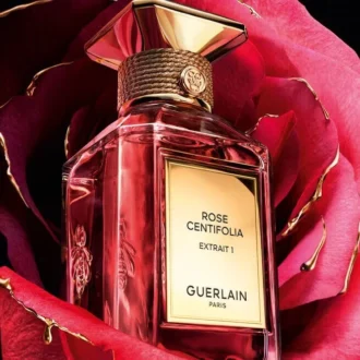 Rose Centifolia Extrait 1 – Extrakt